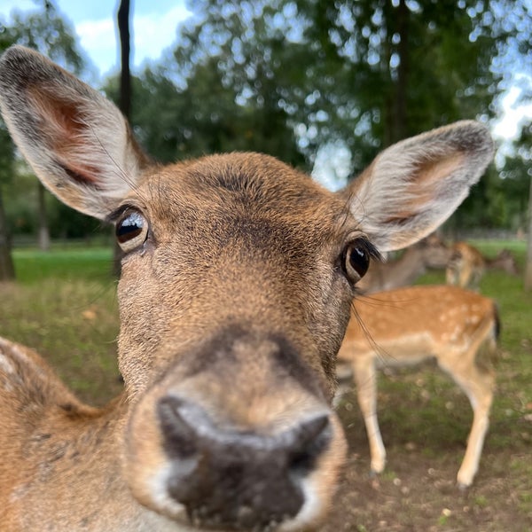 Wildfreigehege Bend Zoo