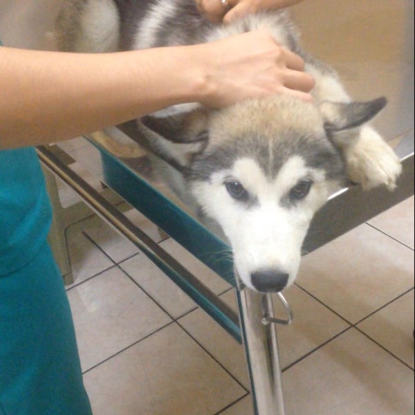 grand ave pet clinic