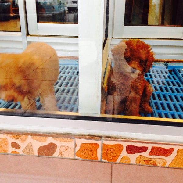 Photos At Qq Pet House Pet Store