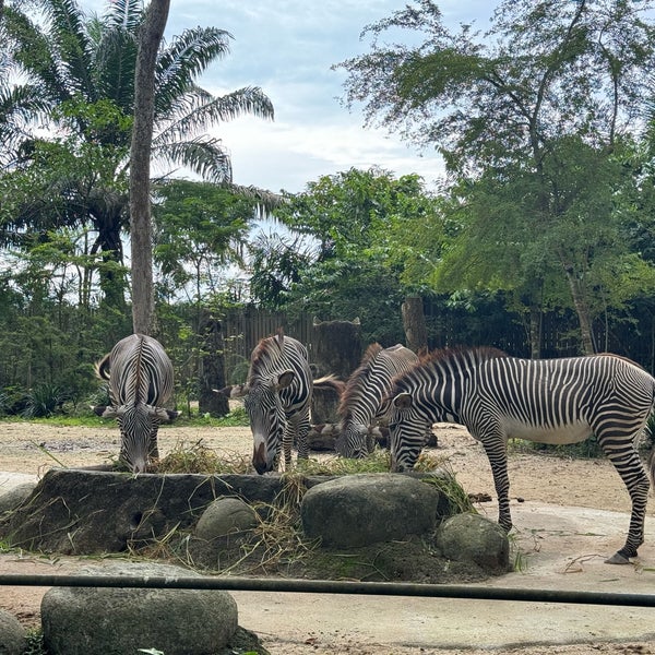 Снимок сделан в Singapore Zoo пользователем Evelyn C. 12/9/2023