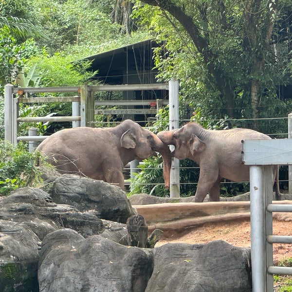 รูปภาพถ่ายที่ Singapore Zoo โดย Evelyn C. เมื่อ 12/9/2023