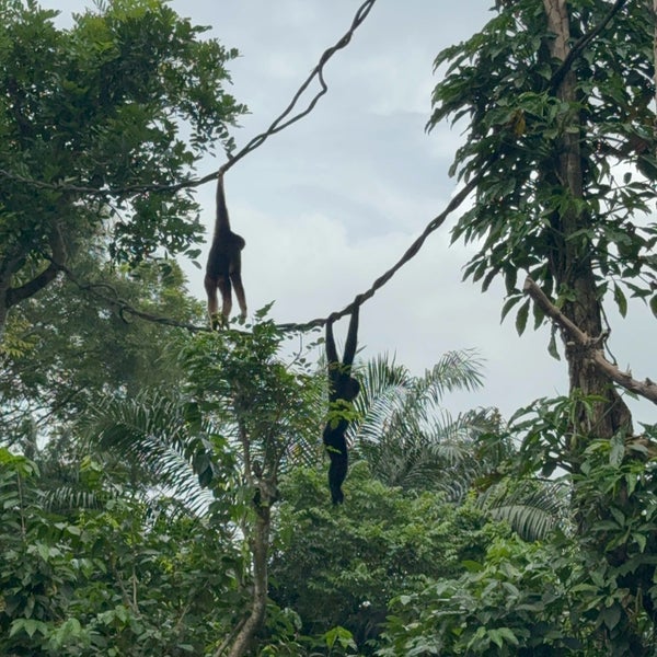 12/9/2023 tarihinde Evelyn C.ziyaretçi tarafından Singapore Zoo'de çekilen fotoğraf