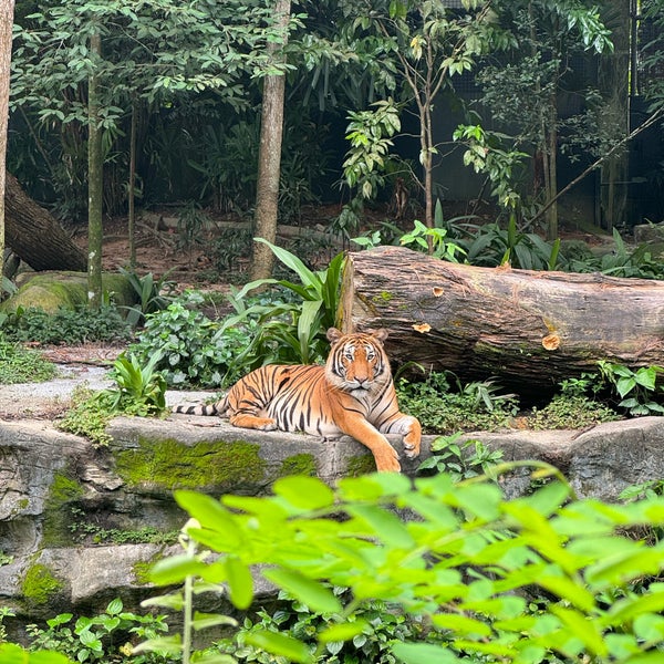 Photo taken at Singapore Zoo by Evelyn C. on 12/9/2023