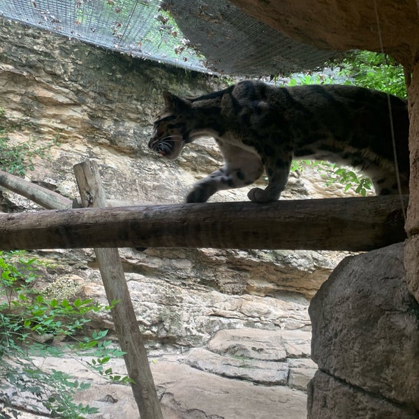 Photo taken at San Antonio Zoo by Wilo M. on 5/10/2019