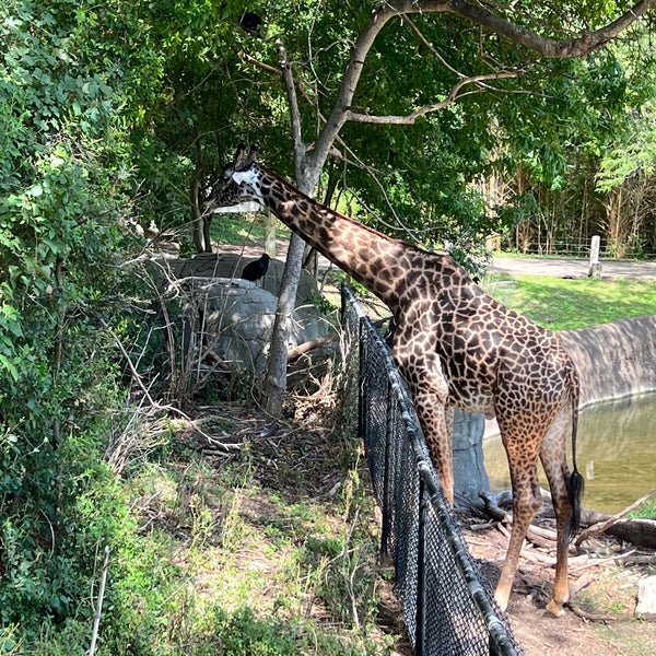 Das Foto wurde bei Cameron Park Zoo von Zack K. am 9/5/2022 aufgenommen