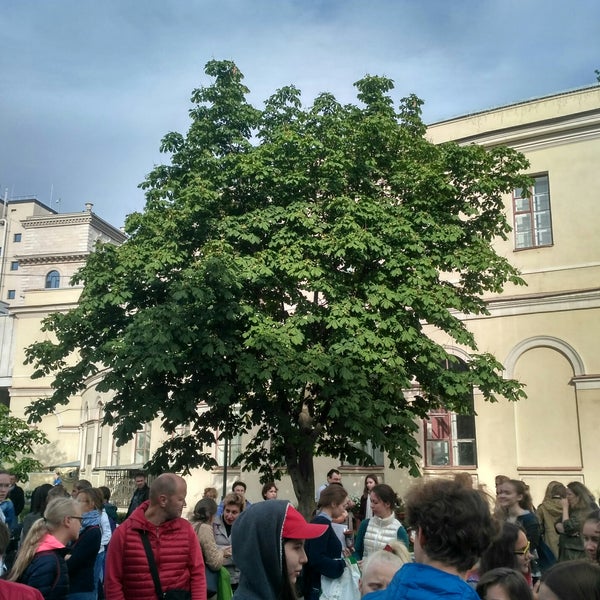 Каштановая аллея на шаумяна санкт-петербург. Каштан петербург. Каштановая аллея на шаумяна. Каштан петербург. Каштан петербург.