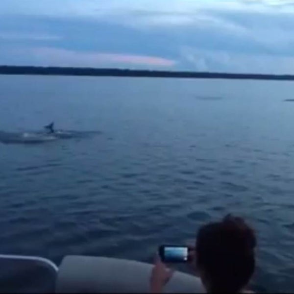 Gulf Shores Boat Rental Boat Rental