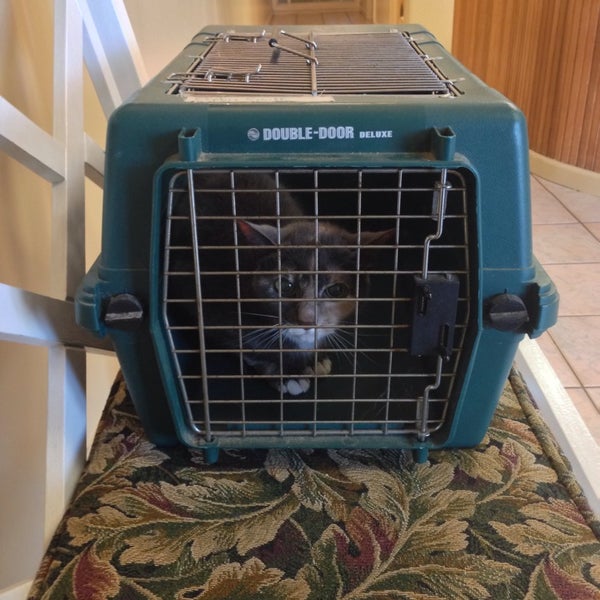 Hollin Hall Animal Hospital 1 tip