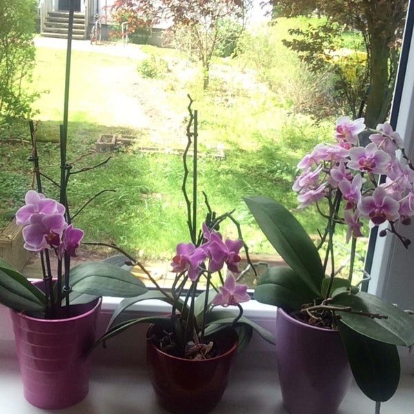 Mis #orquídeas 😻