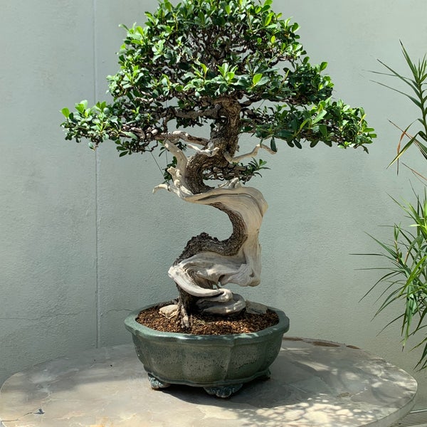 National Bonsai and Penjing Museum бонсай на Камне