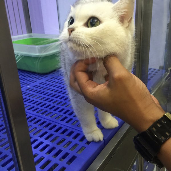 Photos At Imadi Pet Now Closed Pet Store In Shah Alam
