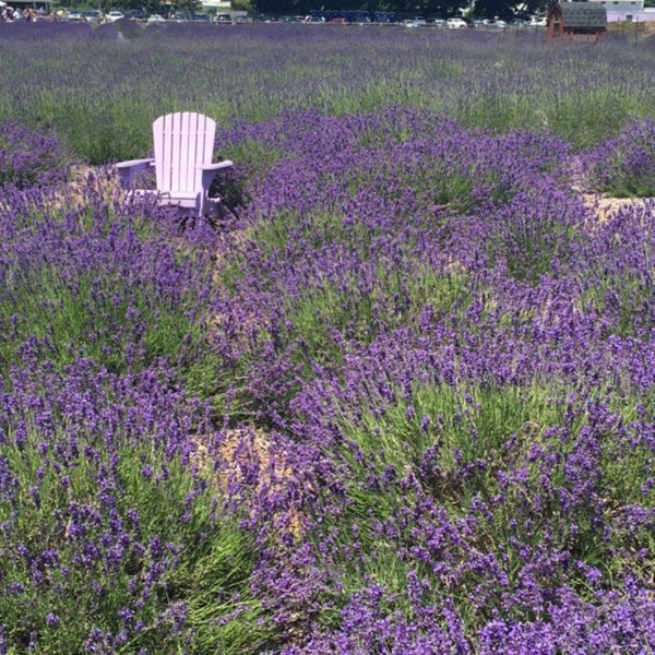 Photo taken at Lavender By the Bay - New York&#39;s Premier Lavender Farm by Eunice H. on 7/2/2017