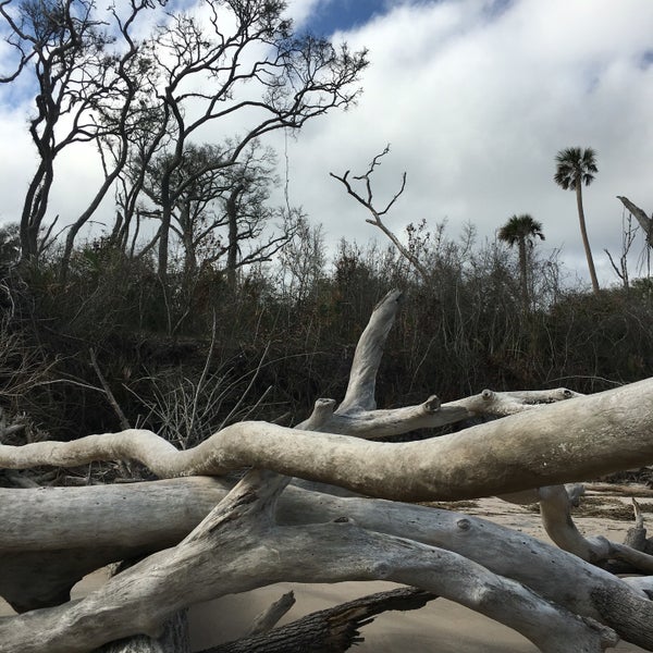 Little Talbot Island Driftwood Beach Hiking Trail in Jacksonville