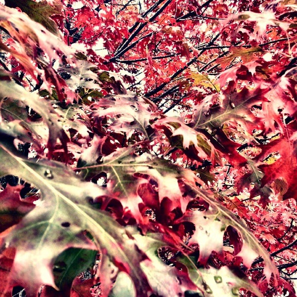 Photos at The Medicine Chest Pharmacy Pharmacy in McLean