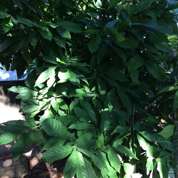 Tequila Mama Lucia 2 tips