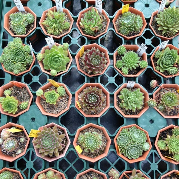 鶴仙園 Floreria En 豊島区 鶴仙園 Floreria En 豊島区