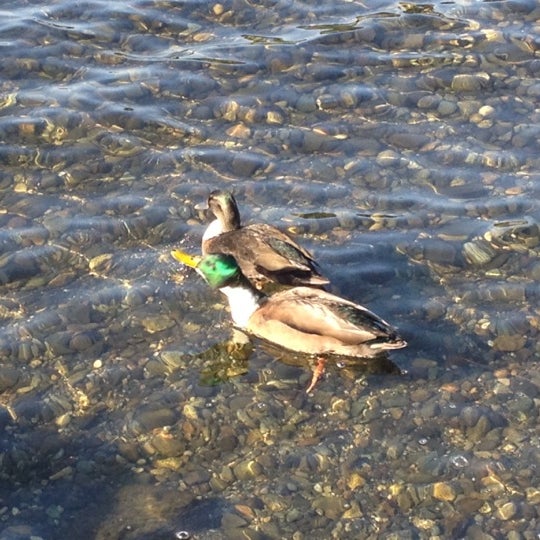 Photos at Bikini Beach Moss Bay 92 Kirkland Ave