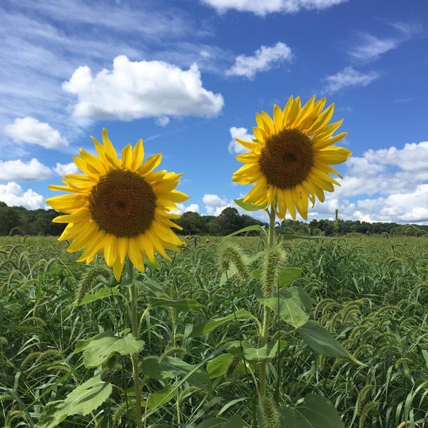 Photo taken at Sussex County Sunflower Maze by Nicole C. on 9/2/2016