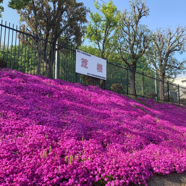 Photos At 川崎市立 岡上小学校 Elementary School In 麻生区