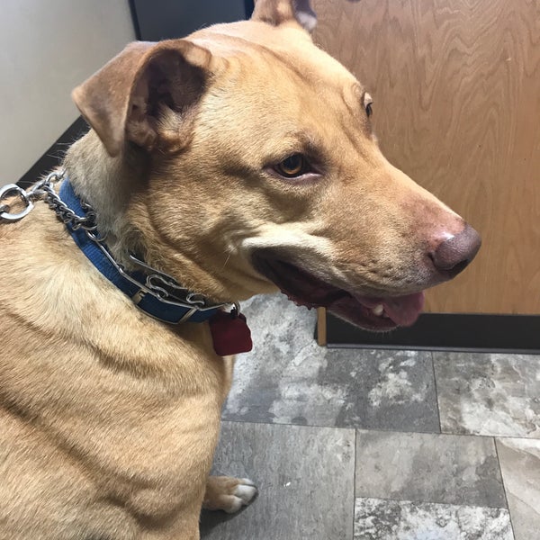 Sioux Nation Pet Clinic Pet Service in Sioux Falls