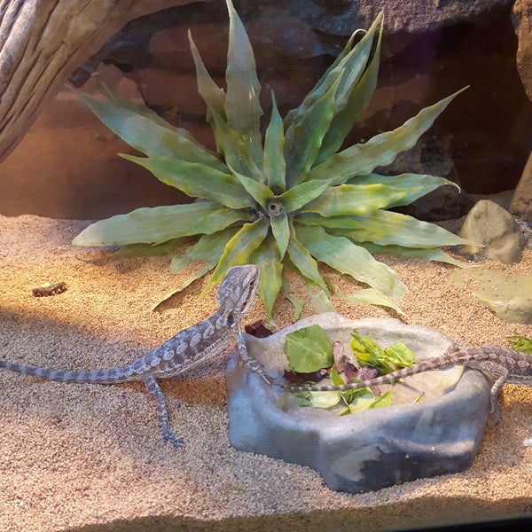 lost world reptile store