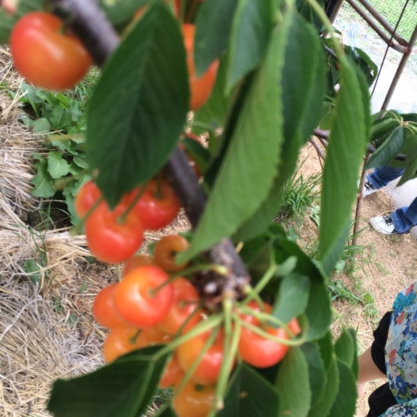 Photos At 宿沢フルーツ農園 Farm In 甲州市