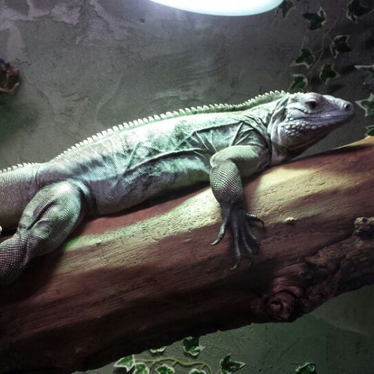 Photo taken at Reptilia by aimee k. on 7/13/2014