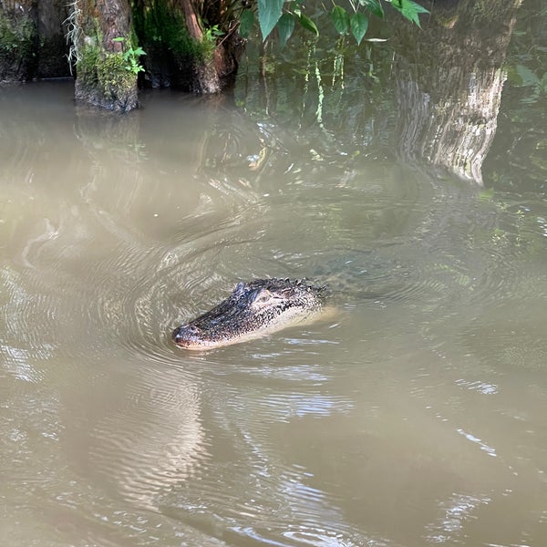 Cajun Encounters Honey Island Swamp Tour Slidell, LA