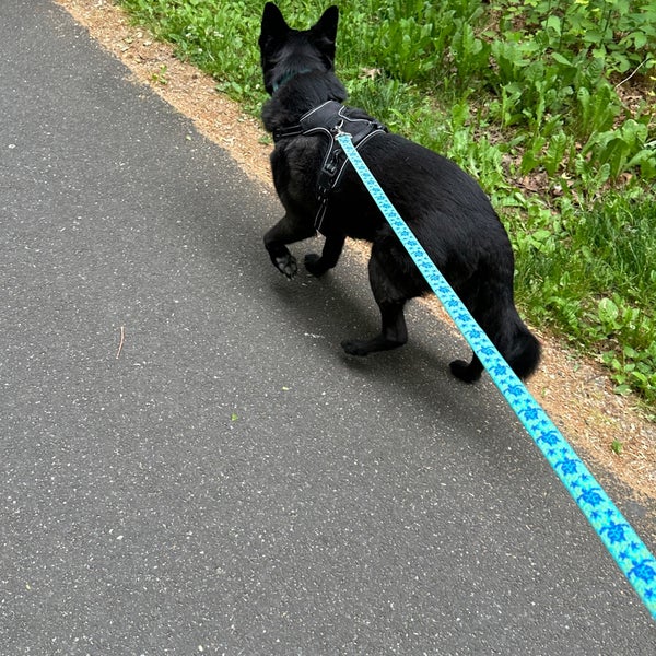 Are Dogs Allowed At Bethpage State Park