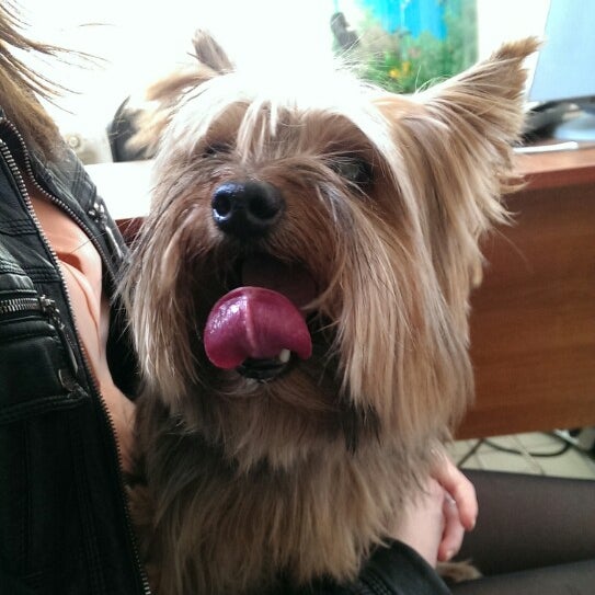 клиника кот и пёс георгиевск. ветклиника на комсомольской оренбург. ветклиника на комсомольской оренбург. комсомольская 194 кот и пес оренбург.