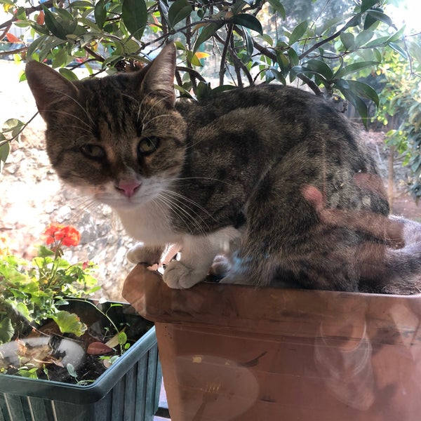 Bağdat Börek Zühtüpaşa Kızıltoprak, Kadıköy