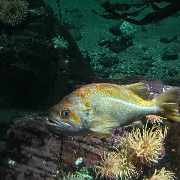 Photo taken at Vancouver Aquarium by Doj Dj G. on 10/19/2023