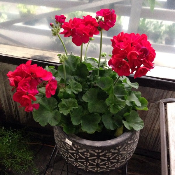 Harris Nursery Tyler, TX