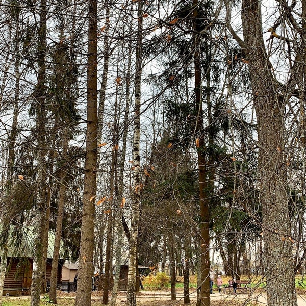 хотьково лесная