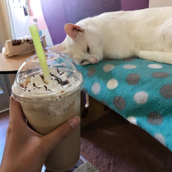 Foto tomada en The Cat Cafe  por Meilymly el 6/11/2018