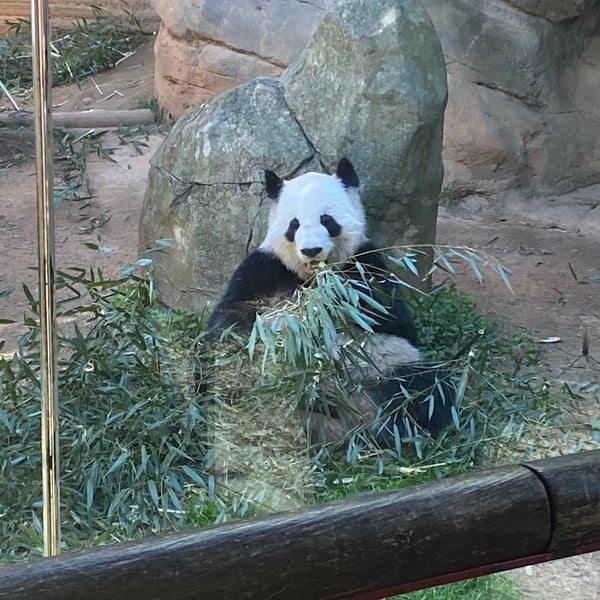 3/27/2022 tarihinde Dee E.ziyaretçi tarafından Zoo Atlanta'de çekilen fotoğraf