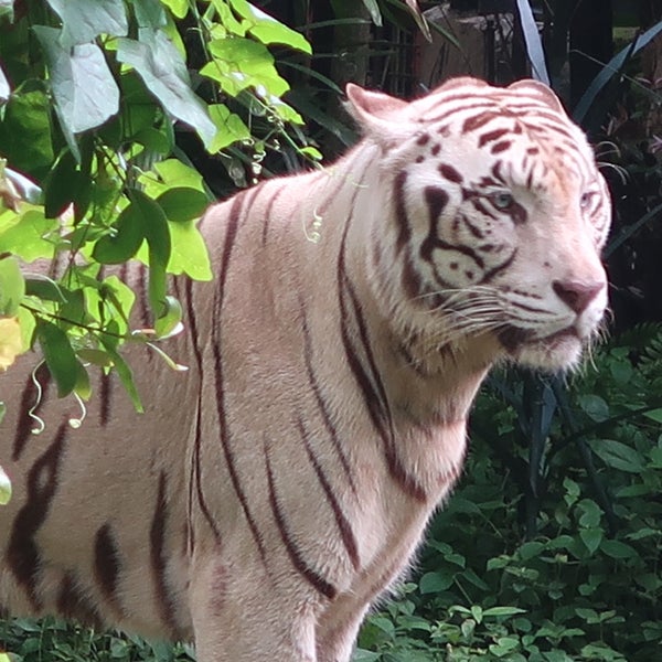 Photo taken at Singapore Zoo by Shigemi on 10/19/2019