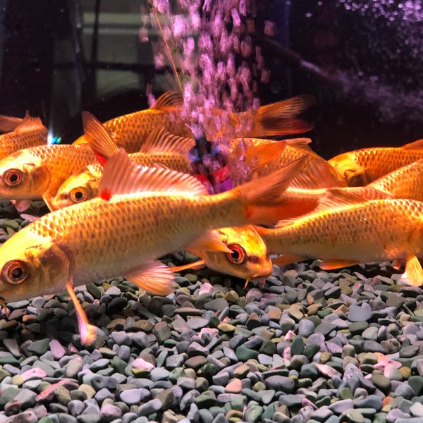 魚中魚貓狗水族大賣場- Pet Store in 新店市