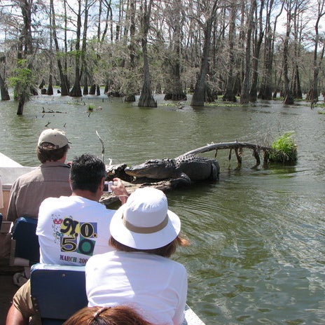 Photo prise au Cajun Country Swamp Tours par walter g. le9/2/2014