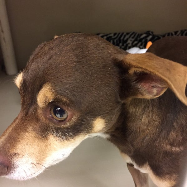 PetSmart Yuma Palms Regional Center 4 tips from 344 visitors