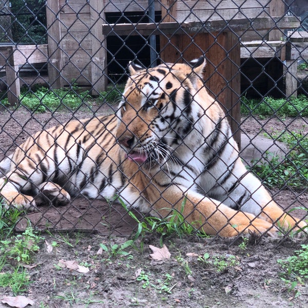 If you like big cats (tigers mostly) - this is the place to go. A bit outside of Jacksonville but not too far. The guides are friendly and the animal stories are fascinating.