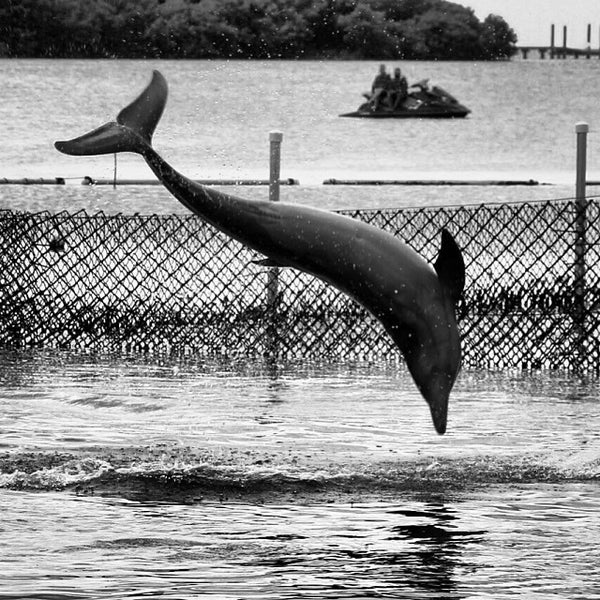 Photo taken at Dolphin Research Center by Sir Chandler on 10/1/2013