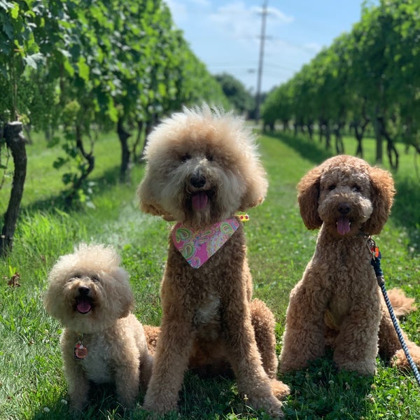 Gorgeous grounds, delicious wine, and crispy pizza freshly made in the truck outside! My dogs had a blast too! Their inside is beautiful too with AC.