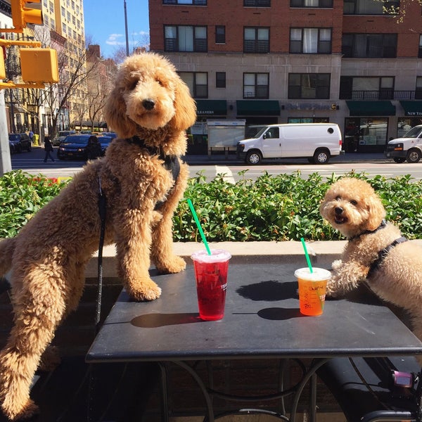 Starbucks Coffee Shop in Yorkville
