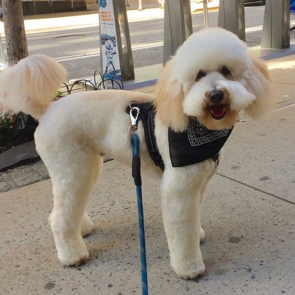 Foto tirada no(a) Bark Place NYC on 1st por Paige C. em 8/1/2017