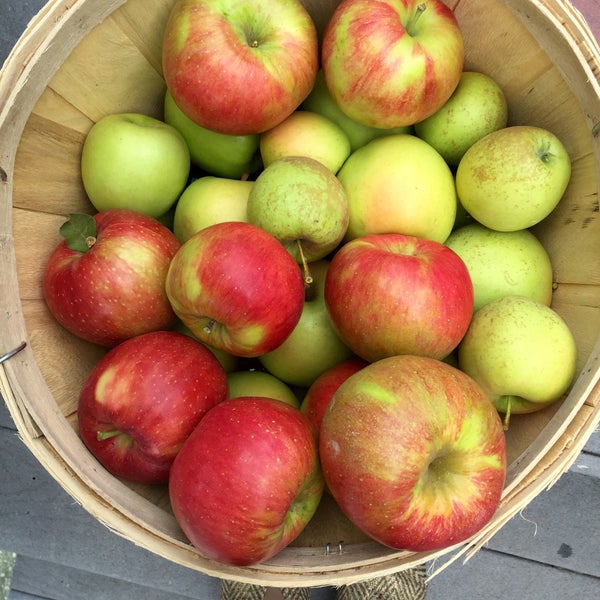 Lewin Farms Apple Picking Calverton, NY