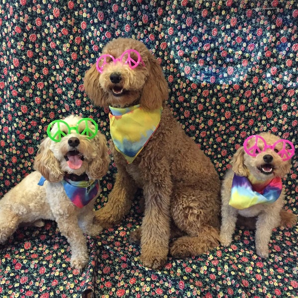 Photo taken at BarkBox by Paige C. on 4/30/2016