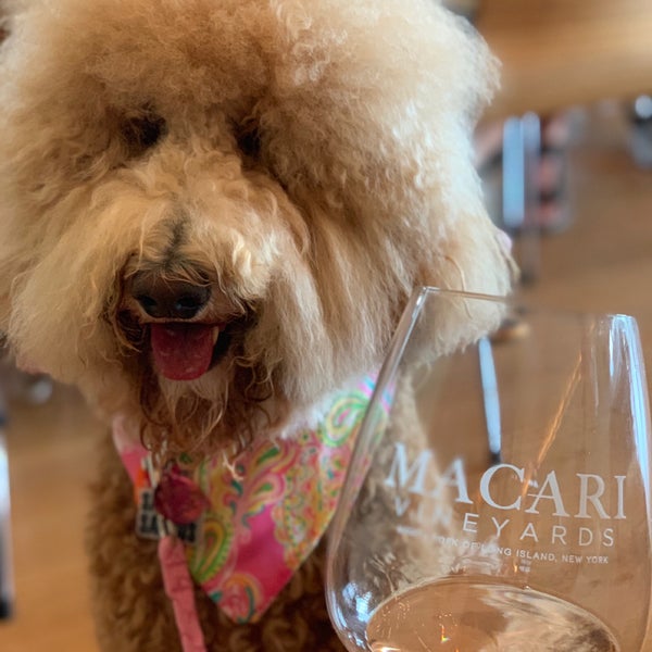 Photo taken at Macari Vineyards by Paige C. on 7/30/2019