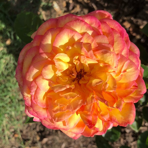 Photos at Rose Garden Park in Westside