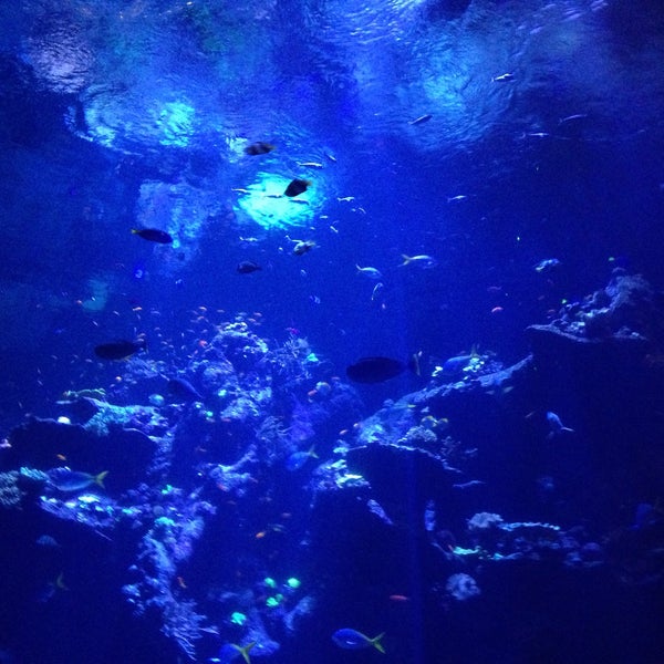 Photo taken at California Academy of Sciences by Shino X. on 1/9/2015